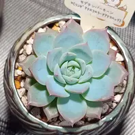 エケベリア・ルンヨニーの基本情報・育て方｜多肉植物・サボテン図鑑