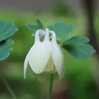 ミヤマオダマキとは｜育て方がわかる植物図鑑｜みんなの趣味の園芸
