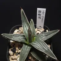 アガベ（多肉植物）とは｜育て方がわかる植物図鑑｜みんなの趣味の園芸