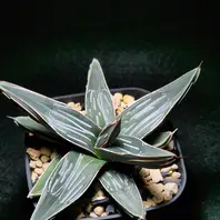 アガベ'ブルー・グロー'の基本情報・育て方｜多肉植物・サボテン図鑑