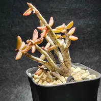 チレコドン万物想の基本情報・育て方｜多肉植物・サボテン図鑑