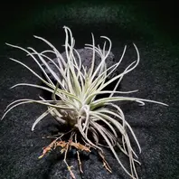 チランジア（ティランジア、エアプランツ）とは｜育て方がわかる植物