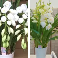 シンビジウム（シンビジューム）とは｜育て方がわかる植物図鑑