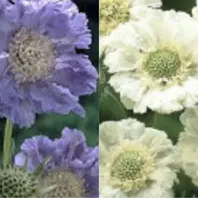 スカビオサとは｜育て方がわかる植物図鑑｜みんなの趣味の園芸（NHK出版）