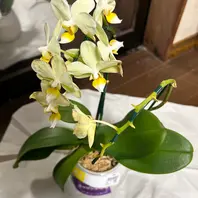 コチョウラン（胡蝶蘭）とは｜育て方がわかる植物図鑑｜みんなの趣味の