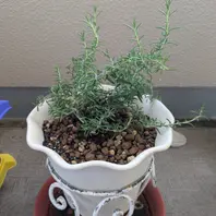 ローズマリーの育て方・栽培方法｜植物図鑑｜みんなの趣味の園芸（NHK