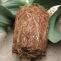 奇想天外（ウェルウィッチア）のそだレポ（栽培レポート）｜植物