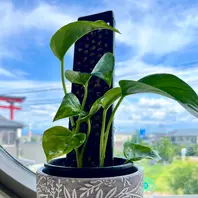 ポトスのそだレポ（栽培レポート）｜植物図鑑｜みんなの趣味の園芸