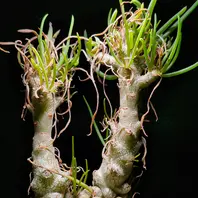 セネシオ（多肉植物）とは｜育て方がわかる植物図鑑｜みんなの趣味の