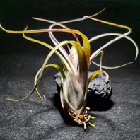チランジア（ティランジア、エアプランツ）とは｜育て方がわかる植物