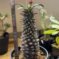 ユーフォルビア・キリンドリフォリアの基本情報・育て方｜多肉植物
