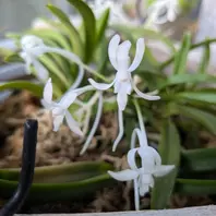 フウランの種類（原種、品種）｜植物図鑑｜みんなの趣味の園芸（NHK出版）