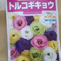 おかん　トルコキキョウ　トルコギキョウ　種　やりとり用ページ トルコギキョウの育て方・栽培方法｜植物図鑑｜みんなの趣味の園芸