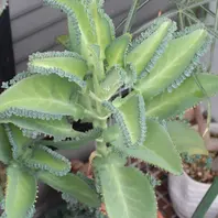 カランコエ月兎耳の基本情報・育て方｜多肉植物・サボテン図鑑