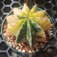 ギムノカリキウム'デイドリーム'の基本情報・育て方｜多肉植物