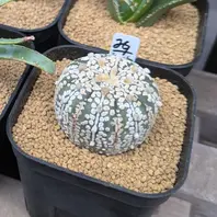 アストロフィツム兜丸の基本情報・育て方｜多肉植物・サボテン図鑑