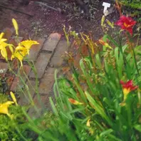 ヘメロカリスの種類（原種、品種）｜植物図鑑｜みんなの趣味の