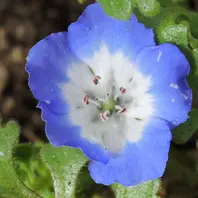 初めての花「ネモフィラ試しました」-そだレポ｜みんなの趣味の園芸