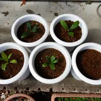 沈丁花ページ② 1つ失敗「沈丁花の「種植え」と「挿し木」②」-そだレポ