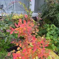 フォザギラ・マヨールとは｜育て方がわかる植物図鑑｜みんなの趣味の