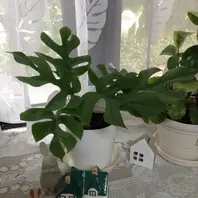 サンアイ様　蘇鉄　モンステラ 17 モンステラのそだレポ（栽培レポート）〔7ページ目〕｜植物図鑑