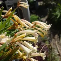 キルタンサスとは｜育て方がわかる植物図鑑｜みんなの趣味の園芸（NHK