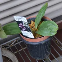 エビネ（春咲き）とは｜育て方がわかる植物図鑑｜みんなの趣味の園芸