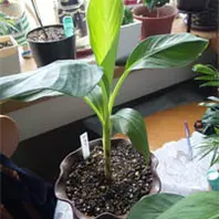 植え替え後のダージリンバナナ「寒冷地でもバナナ育成実験中