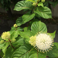 タニワタリノキの育て方・栽培方法｜植物図鑑｜みんなの趣味の園芸