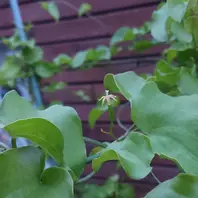 20141007雌花「アフリカ亀甲竜」-そだレポ｜みんなの趣味の園芸