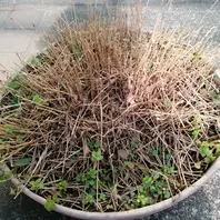 フウチソウ（風知草）の育て方・栽培方法｜植物図鑑｜みんなの