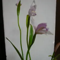 トキソウとは｜育て方がわかる植物図鑑｜みんなの趣味の園芸（NHK出版）