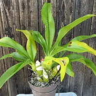 グラマトフィラムの種類（原種、品種）｜植物図鑑｜みんなの趣味の園芸