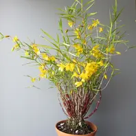 姫竹葉セッコクの中斑飴矢【竹姫】超大株 姫竹葉セッコクの中斑飴矢【竹姫】超大株 姫竹葉セッコクの中斑飴矢