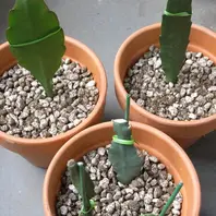 3つの鉢「挿し穂からのクジャクサボテン」-そだレポ｜みんなの趣味の園芸