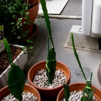 多肉植物 クジャクサボテン　キョン.ロウ　(挿し穂) 多肉植物 クジャクサボテン キョン.ロウ (挿し穂) - メルカリ