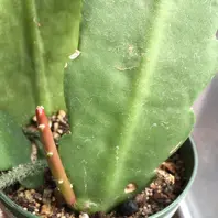 3年目：白花の開花「孔雀サボテンほかエピフィルム類、挿し穂の成長