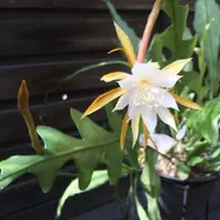 3年目：白花の開花「孔雀サボテンほかエピフィルム類、挿し穂の成長