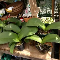2ヶ月後のモモイロバナマユハケオモト「ハエマンサス（マユハケオモト 