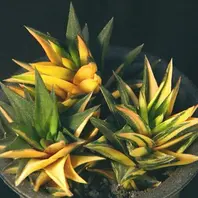 ハオルチアのそだレポ(栽培レポート)〔9ページ目〕|植物図鑑 ハオルチアのそだレポ(栽培レポート)〔9ページ目〕|植物図鑑