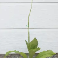 エビネ（夏咲き）とは｜育て方がわかる植物図鑑｜みんなの趣味の園芸
