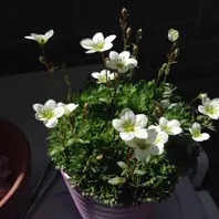 雲間草のそだレポ（栽培レポート）｜植物図鑑｜みんなの趣味の園芸