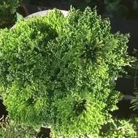 イワヒバとは｜育て方がわかる植物図鑑｜みんなの趣味の園芸（NHK出版）
