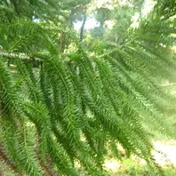 アローカリア(シマナンヨウスギ)とは|育て方がわかる植物図鑑 アローカリア(シマナンヨウスギ)とは|育て方がわかる植物図鑑