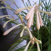 ダリア【キルタンサス】 キルタンサスとは｜育て方がわかる植物図鑑｜みんなの趣味の園芸（NHK