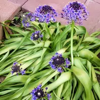 盛り上がって見えます。「シラーベルビアナの花を見たい。(*^^*)」-そ
