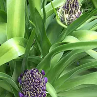 盛り上がって見えます。「シラーベルビアナの花を見たい。(*^^*)」-そ