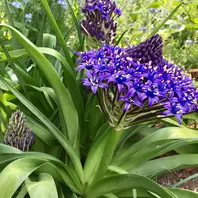 盛り上がって見えます。「シラーベルビアナの花を見たい。(*^^*)」-そ