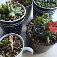 限定セール 寄せ植えの完成「多肉の葉挿しに挑戦2」-そだレポ｜みんなの趣味 ハオルチア・アロエ