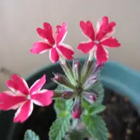 花手毬 こんぺいとう 確保しました「南側外側花壇にきれいに花を咲かせ